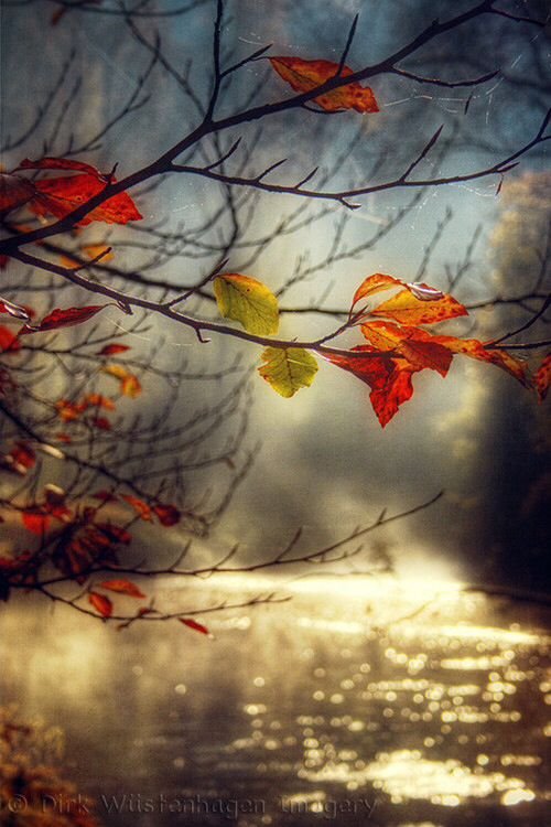 Fensspell's tweet photo. One more of a rainy day ….
#autmntime
#leaves https://t.co/4eeqHacXYl