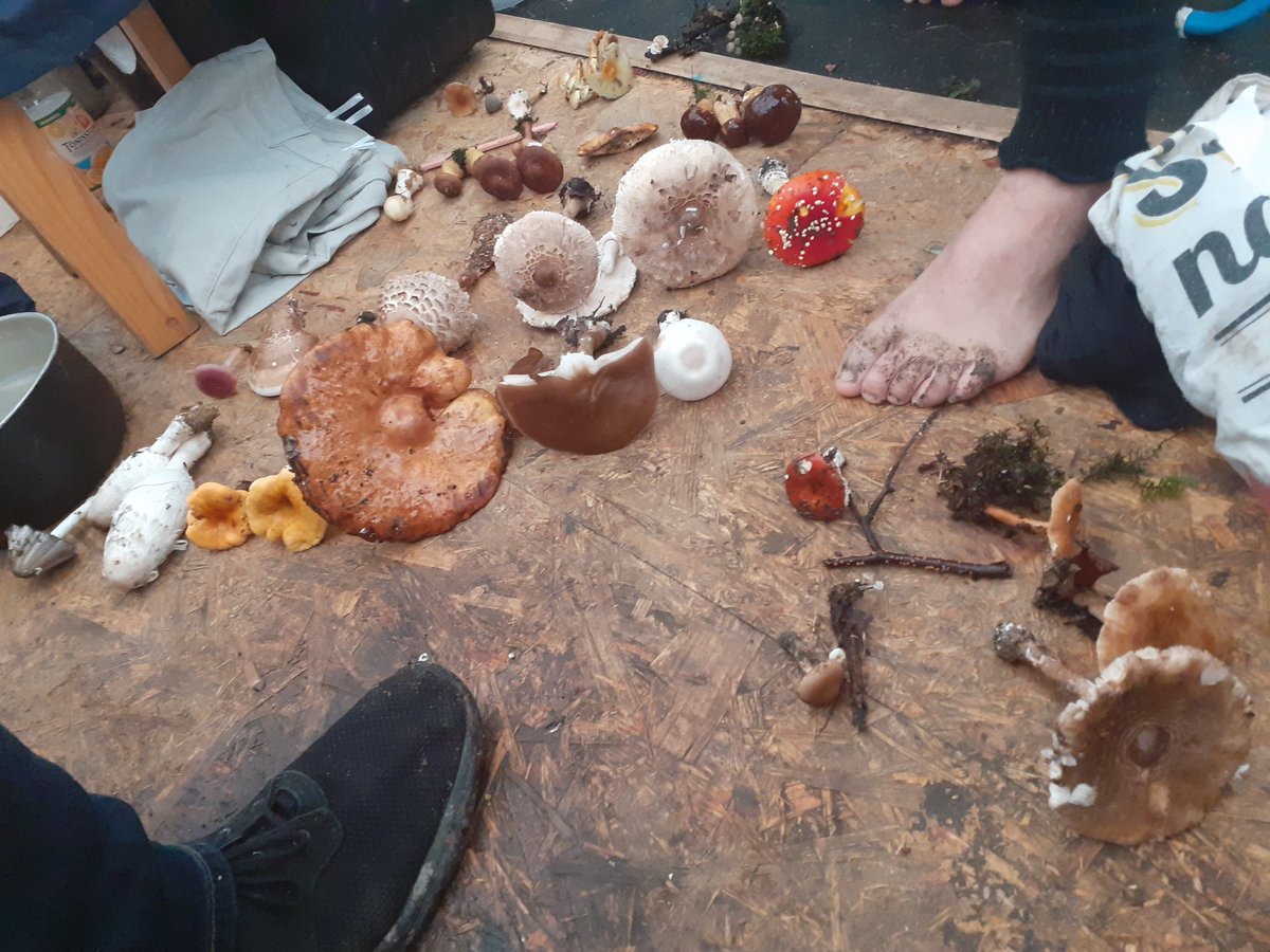 Mushroom explosion in Hambi recently #hambibleibt #hambacherforst