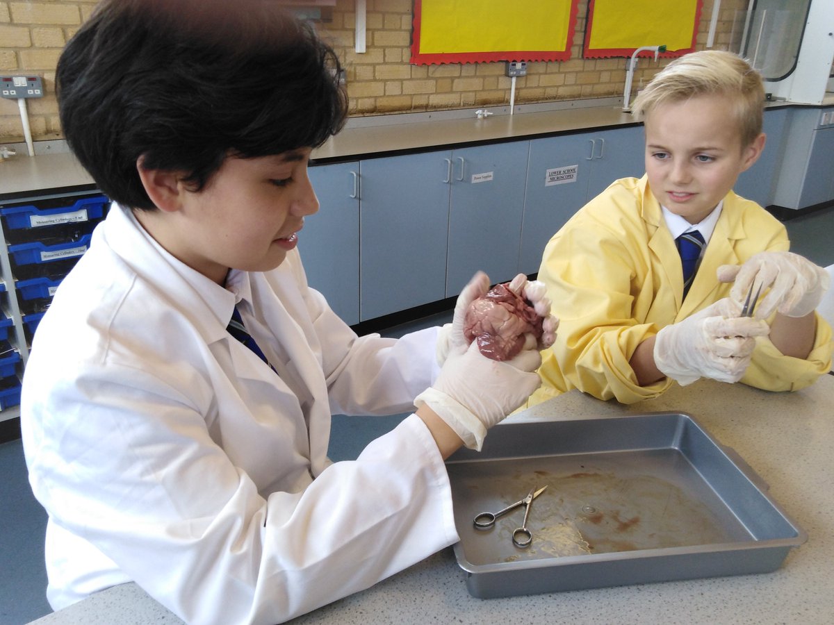 BS_ScienceClub's tweet photo. Year 7 boys were "hands on" today with the ever-popular heart dissection .... https://t.co/indPgI2Jyw