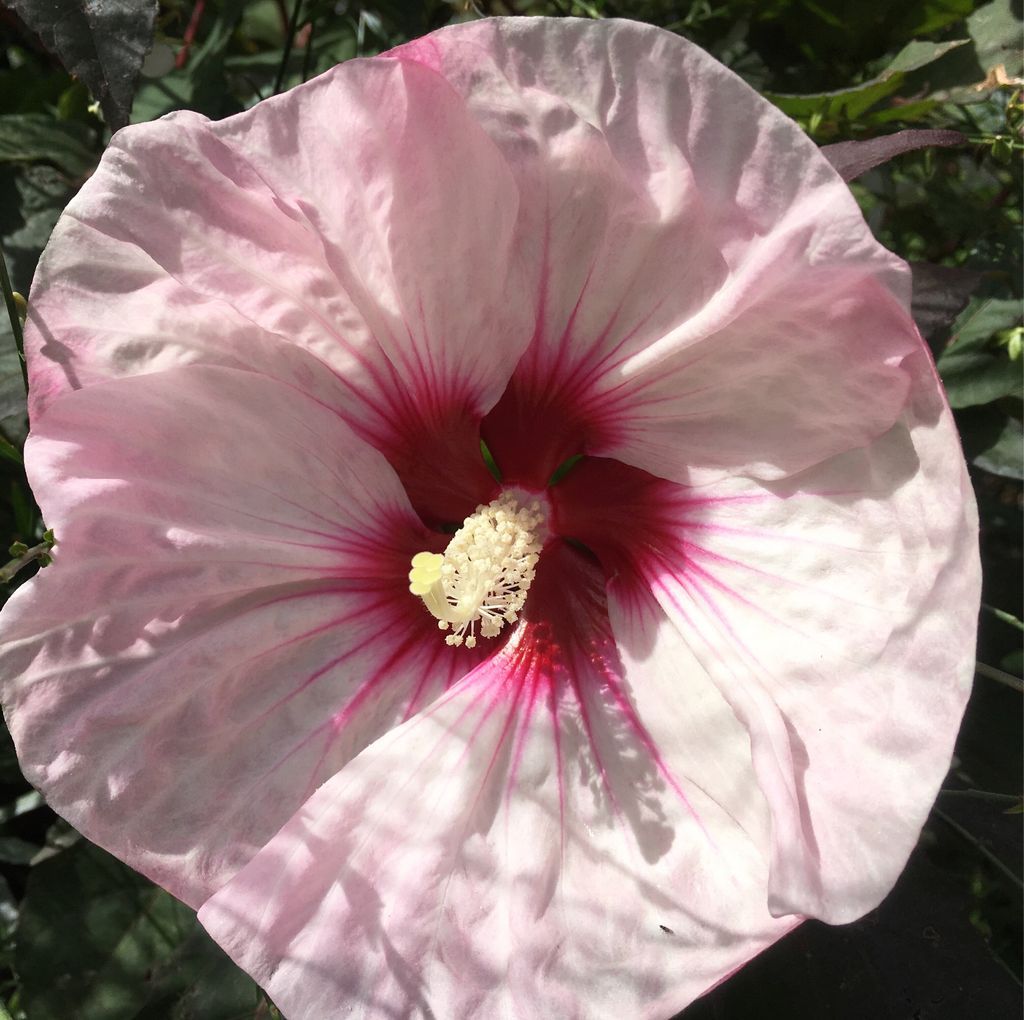 Better Homes and Gardens Test Garden, open Fridays during summer #desmoines #iowa #gardens #freetovisit