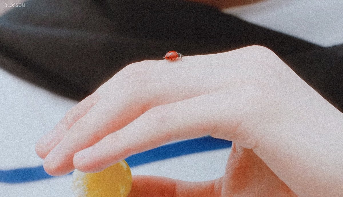 hjyeon0809's tweet photo. 누가봐두 황민현 손이야 •• 무당벌레가 이렇게 귀여울일이야 https://t.co/IVjqrWKY5R