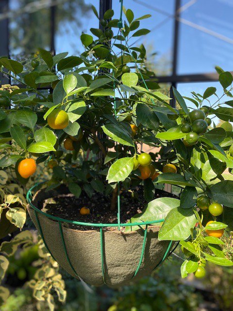 SmartPots's tweet photo. October awesomeness from our Greenhouse! #SmartPots #LookForTheTag #Greenhouse https://t.co/t0eFXCnhJk