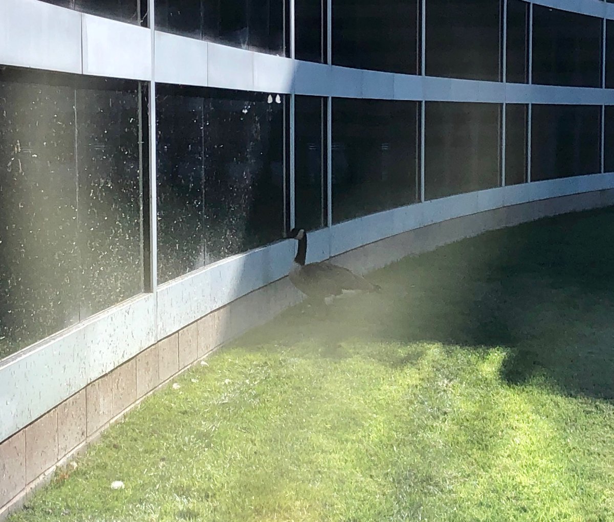 Maverick, the Tech Services Wingman. #oaklandschools