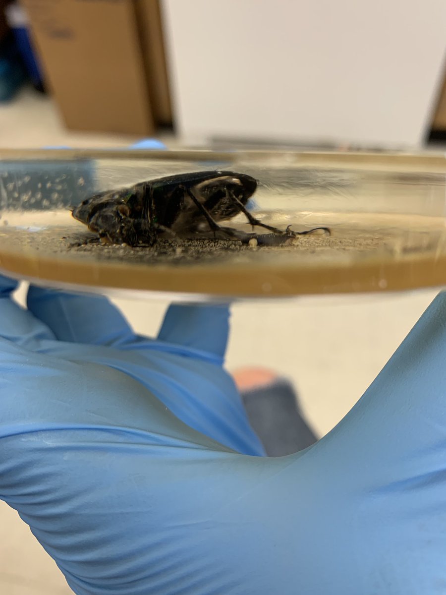 emily_junkins's tweet photo. #beetlejuices Day N: This bug and its microbes are now my favorite desk ornament. Also, the #StevensonLab now puts resin on EVERYTHING! https://t.co/QgNBfowCvv