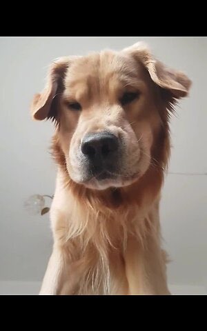 MatthewMathis3's tweet photo. My favorite pictures of dogs are when they are looking down at a camera. Examples: https://t.co/2q6xeFDkHU