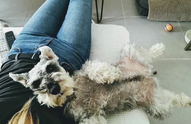 greladine's tweet photo. 4 ans aujourd'hui qu'il est avec nous #inlovewithmydog
Des galères mais tellement d'amour... ❤️
.
.
.
.
#schnauzer #schnauzers #minischnauzer #minischnauzers #dogs #dogsofintagram #doglove #doglovers #doglover #lovemydog #2k19 #love #purelove #simplelove… https://t.co/PibH7mcUd1 https://t.co/FW0ZldPjAg