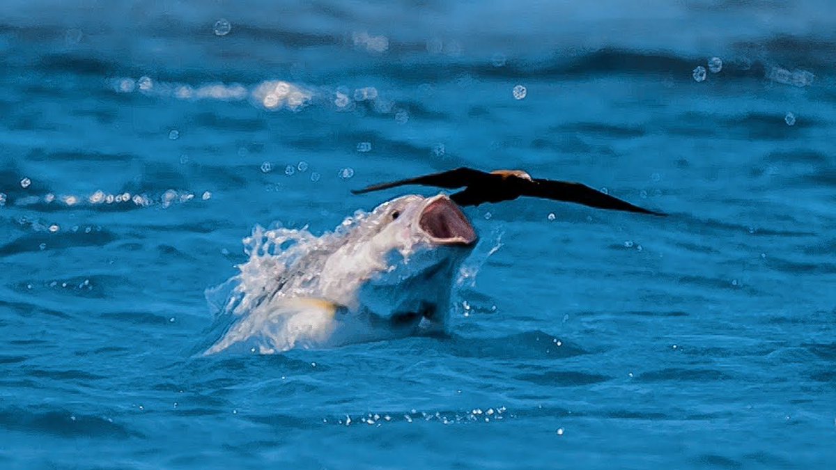 With so much #BirdsVsFish talk, let’s have a peak @nature_brains feature by @eatguineapigs When Fish Eat Birds #TeamFish #FishNWild #NorthernPike #GiantTrevally

(PC @BBCEarth)

buff.ly/2pRaWXp