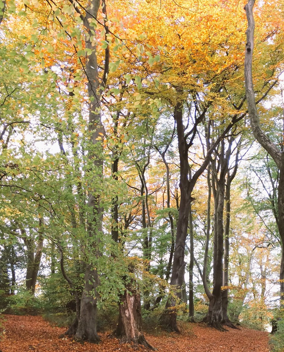 "Autumn in the Forest of Wychwood"

On this guided walk with @CotswoldsAONB Wardens on Wednesday 16th October the route leaves the only public right of way across Wychwood Forest for a circular walk through normally inaccessible parts.

Full details at cotswoldsaonb.org.uk/guided_walks/a…