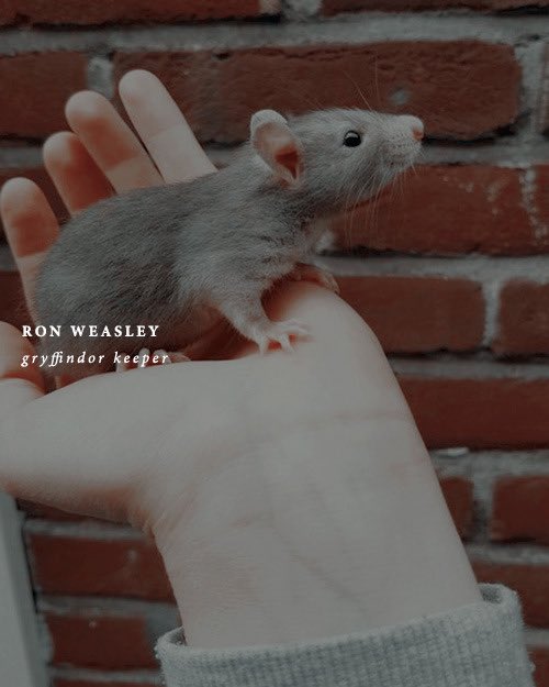 ┋✧ ⎛𝐖𝐡𝐲 𝐬𝐩𝐢𝐝𝐞𝐫𝐬? 𝐖𝐡𝐲 𝐜𝐨𝐮𝐥𝐝𝐧’𝐭 𝐢𝐭 𝐛𝐞 ‘𝐟𝐨𝐥𝐥𝐨𝐰 𝐭𝐡𝐞 𝐛𝐮𝐭𝐭𝐞𝐫𝐟𝐥𝐢𝐞𝐬’?⎠ • ° ༅

      ㇂⿻ ⨾ 𝑅𝑜𝑛 𝑊𝑒𝑎𝑠𝑙𝑒𝑦.
           ┗━ ；Tʜᴇ ᴋɪɴɢ.

ᝰ 𝚁𝚎𝚝𝚠𝚎𝚎𝚝.