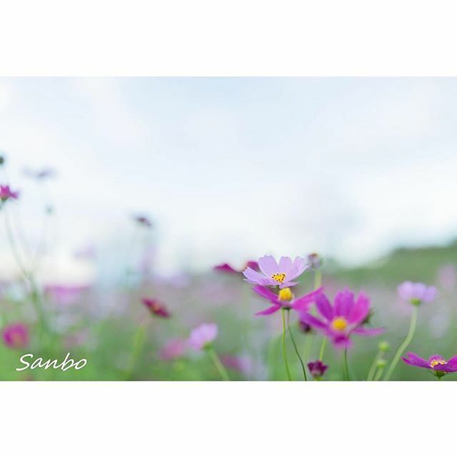 青門とコスモス〜
.
#tamronjp #tamron35mmf14 #eos5dmark3 #秋空 #flower #flowers #autumn #コスモス #コス
モス畑 #cosmos #cosmosflower #はなまっぷ #花のある暮らし #雲#青門 ift.tt/323uWEy