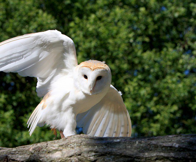 innline tweet picture