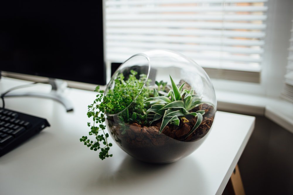 UVSS's tweet photo. This Friday!! The Wellness Space is holding a terrarium building workshop starting at 12:30. Head to the SUB and learn about some cool plants 🌿✌👀️ #psc #uvss #itsyourSUB https://t.co/QnkV8XPf03