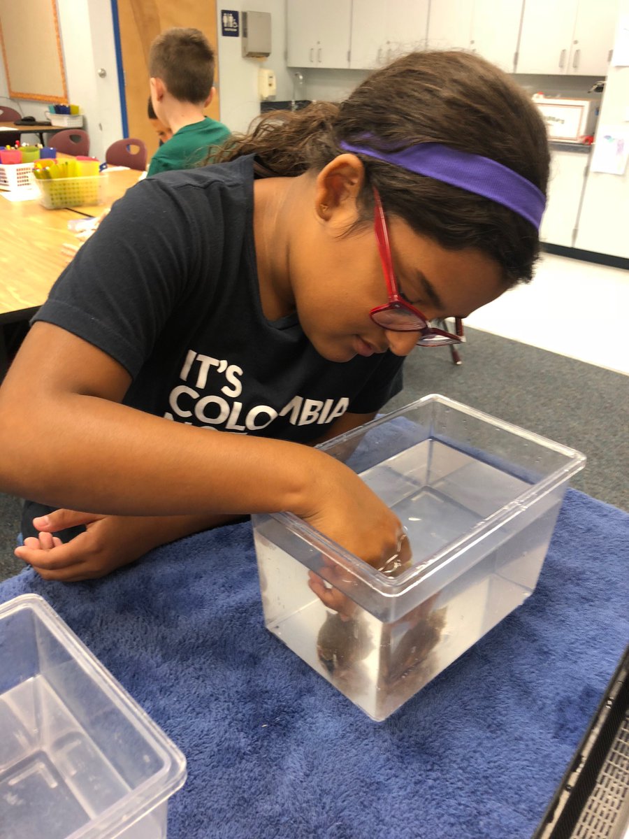 ShellMuseum's tweet image. We were so impressed by Mrs. Taylor's class at @PelicanElem this morning. These kids REALLY know their shells! @LeeSchools