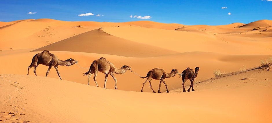 ACOC's tweet photo. Join the Abbotsford Chamber of Commerce on our next trip to discover Morocco. Journey into Morocco’s heart through its food, religion, language and culture to better understand this exciting nation and passionate people. Visit https://t.co/j5ihDWNYr4 for more info. 
#chambertrip https://t.co/B01gxkz32c