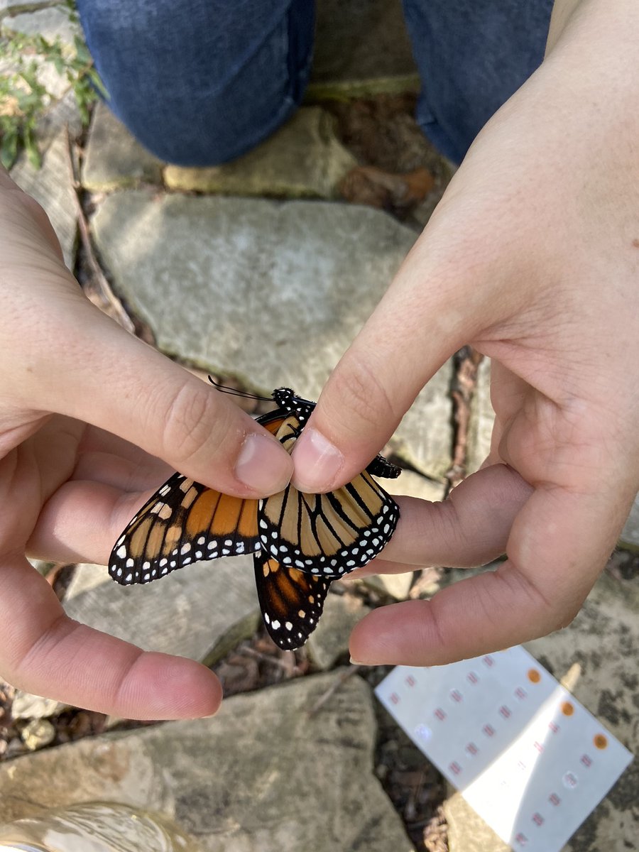NatureWithMojo's tweet photo. #HendrixCollege #ConservationBiology students Ben and Caralee caught and tagged this monarch between classes as part of our effort to help track monarch migration with @monarchwatch This is the first tag for us this season! Hooray! #Monarch_Butterflies #HDXbiology #BeHendrix https://t.co/Wc1t0vxaTe