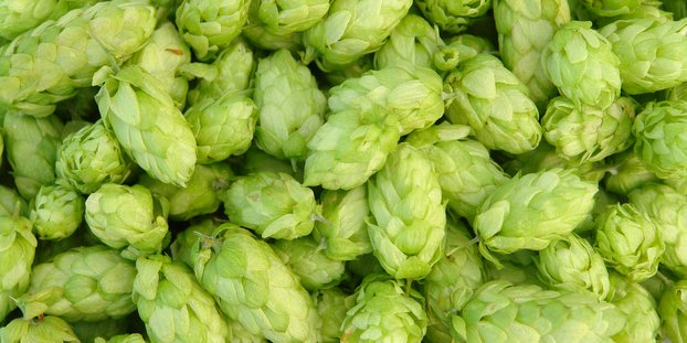 10 things we learned from BSG Hop’s 2019 hop harvest report <a href="/BSGCraftBrewing/">BSG CraftBrewing</a> craftbrewingbusiness.com/featured/10-th…