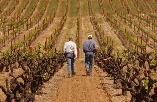After about age 50, a zinfandel vine is considered “old,” but really it may only be half-way through its life. In Dry Creek Valley, you will find vineyards with vines that are more than 120-years-old!

Photo Credit: <a href="/seghesio/">Seghesio Winery</a> and Saini Vineyards