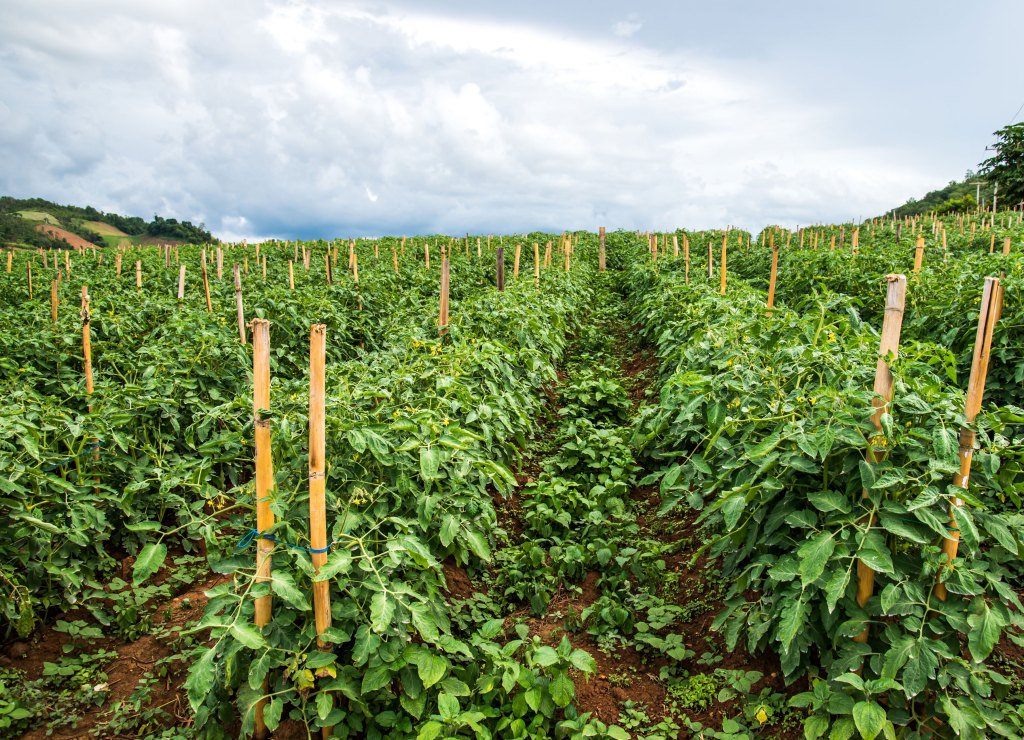 VSC_News's tweet photo. Virus in Mexican Tomatoes Causing Concern, USDA Action Needed https://t.co/xd0UhlhfTW https://t.co/nQ0ZvQGbjE