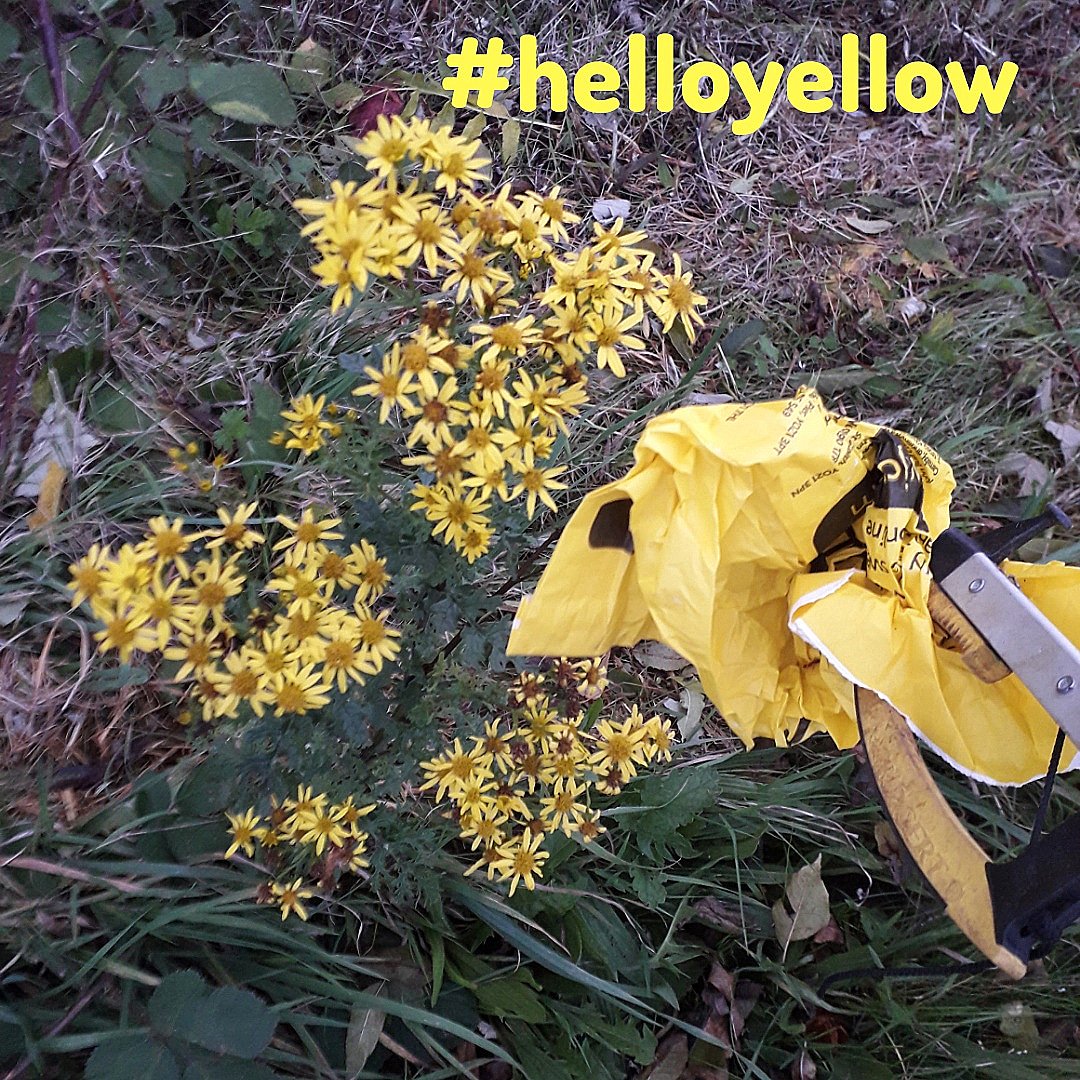 Litter picking helps my wellbeing. #HelloYellow