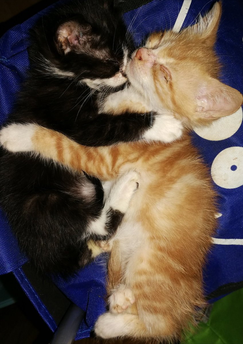 Anne Laure Varin En Couple Je Suis Amoureuse De Mes Deux Bebes Chatons Qu Ils Sont Frere Et Sœur Ils Sont Pas Trop Mignon Kelly Vedovelli T Co 0u2uzsbjpq