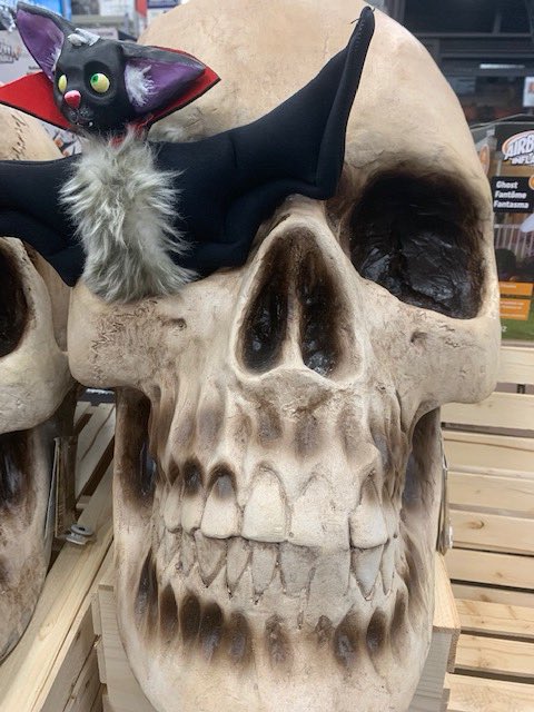 BatholomewBDT's tweet photo. Is there something in my eye? Bat can be a pest. HAHA
#batdoesthat #october #ilovebats #bats #halloween #22moredaysuntilhalloween https://t.co/uZPGkKrcX3