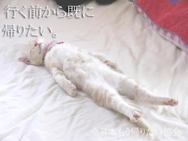 猫の名言！？行く前から既に帰りたい！！！