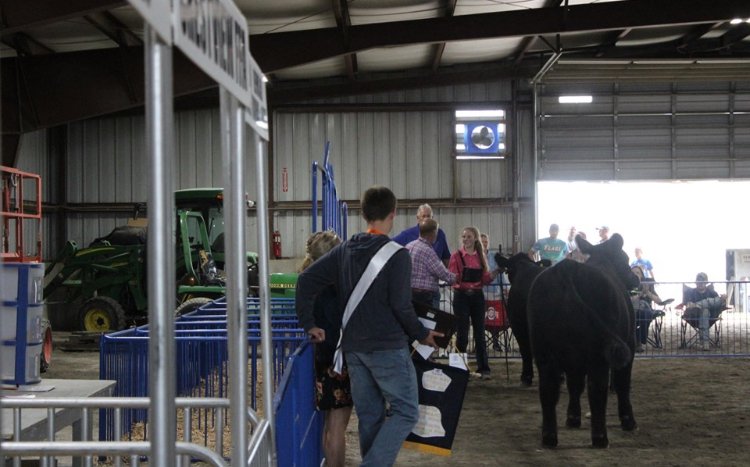FFAcrestview's tweet photo. #2019FairHighlight Lili Dietrich! She is currently a senior at Crestview and a member of the Van Wert County Jr Fair Board this year! Lili exhibited her market &amp; breeding hogs, beef feeder, show steer, &amp; multiple heifers. Lili ended up being Grand Champion Overall Show Steer! https://t.co/wIc9ebxD9z