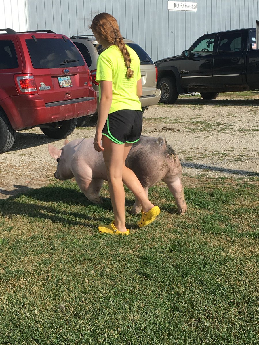 FFAcrestview's tweet photo. #2019FairHighlight Lili Dietrich! She is currently a senior at Crestview and a member of the Van Wert County Jr Fair Board this year! Lili exhibited her market &amp; breeding hogs, beef feeder, show steer, &amp; multiple heifers. Lili ended up being Grand Champion Overall Show Steer! https://t.co/wIc9ebxD9z