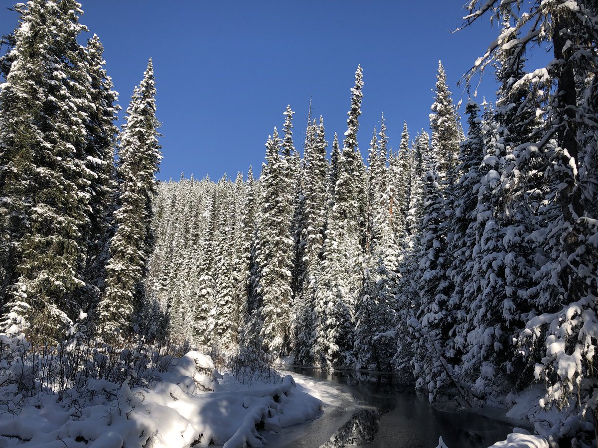 CaribouCaroline's tweet image. Today was going really well until I bear sprayed myself 🌶 #FieldworkFail