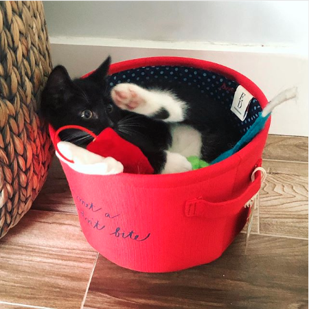 TheEllenShow's tweet photo. It’s #CatWeek! The cat's out of the bag. And in the bucket. #EDbyPetSmart https://t.co/4FjmIugG7o