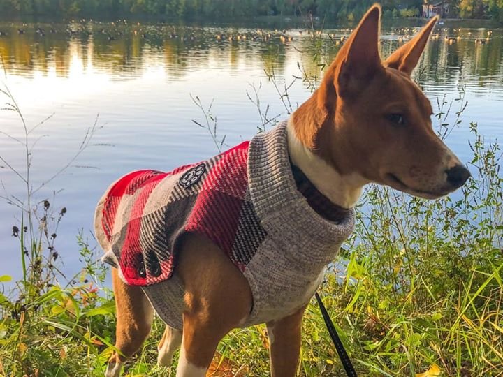 this dog is literally prettier AND better dressed than me