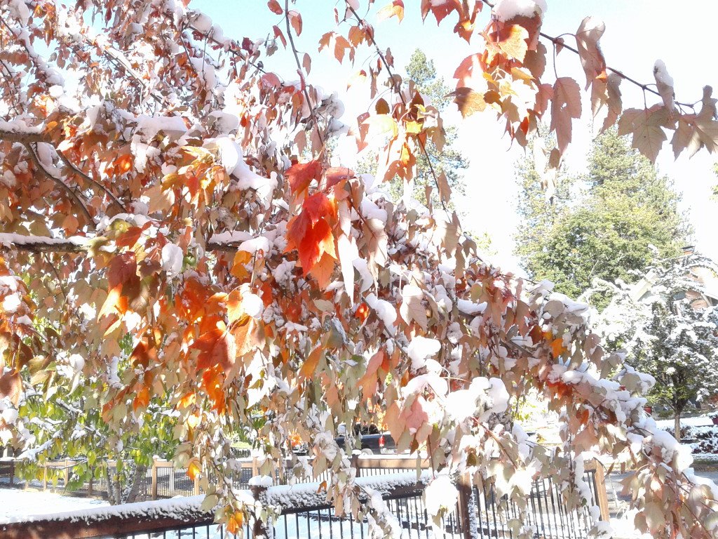 bbranch2059's tweet photo. @RJKing14 Even with waking up to CRAZY below freezing temps and fresh snow everywhere, I don't envy the 89 degrees you are enjoying. I love where I live and lived in Alaska for 20 years, so 89 degrees is CRAZY HOT for me. Besides it made for some awesome pics ๐ Oct.2019 the #FALLofTrump https://t.co/MFsNxznNKq
