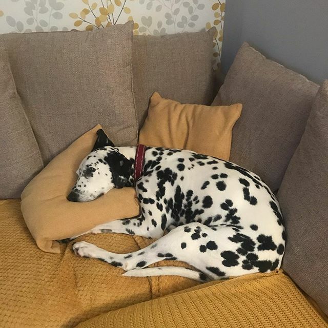 Are you sure your comfy? #sleepingbeauty #dalmatian ift.tt/2AZDrVe