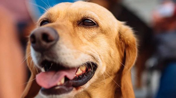 In honor of one of dearest clients: vetapprovedrx.pharmacy

We’re donating our #PartnerForGood proceeds to <a href="/FoAorg/">Friends of Animals</a> this month. 

<a href="/netalico/">Netalico Commerce</a> is also matching every donation to be able to 2x our giving. 

Thanks to our amazing partners 
<a href="/nexcess/">Nexcess</a>
<a href="/ShippingEasy/">ShippingEasy</a>
<a href="/Shopify/">Shopify</a>