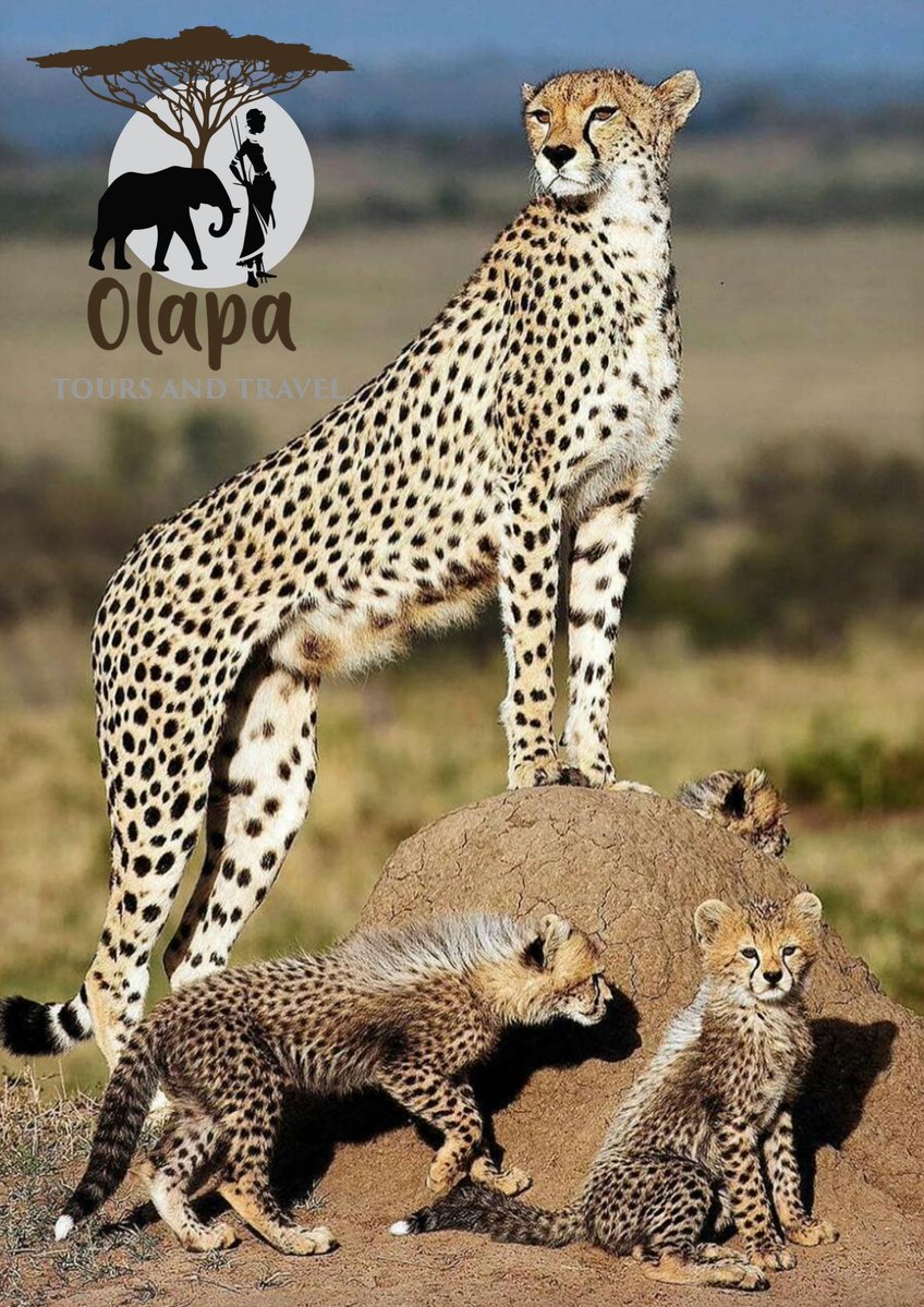 OlapaTours's tweet photo. We have the best Mashujaa Day Safari deals for you..
Check out more deals at https://t.co/Tam7F54mWs
#ParteAfterParte
#TheWordExpo
#KTNPointBlank
#UnchainedVoices https://t.co/KiXbCOVOjd