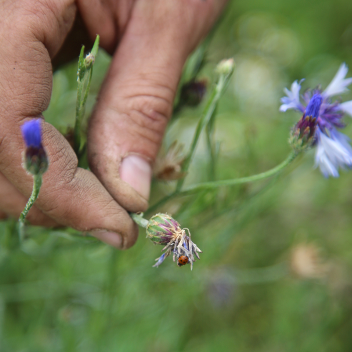 DYK: On average there is 50% more plant, insect and bird life on organic farms 🌾🐞🐛🌎🐝

#organic #britishorganiccarrots #chooseorganic #eatorganic #organiclife #organicfood #organicfarming #organicfarm #britishorganic #organicrecipe #grownwithlove 
#freshproduce