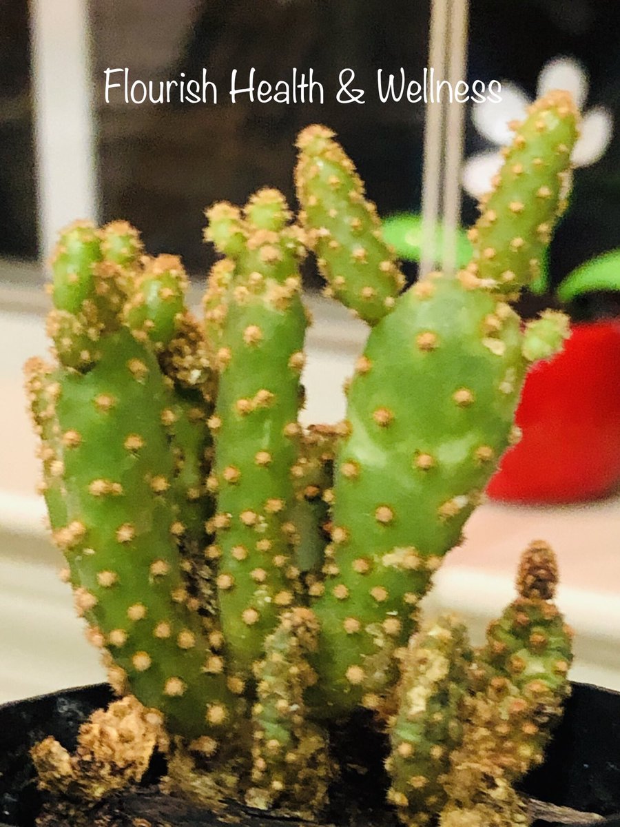 FlourishHealth4's tweet image. My cactus 🌵 made a #peace sign #listentonature #mothernature #cactus #gardening #reiki #blessings #nature 🌿🌿🌿💕💕💕✌️✌️✌️