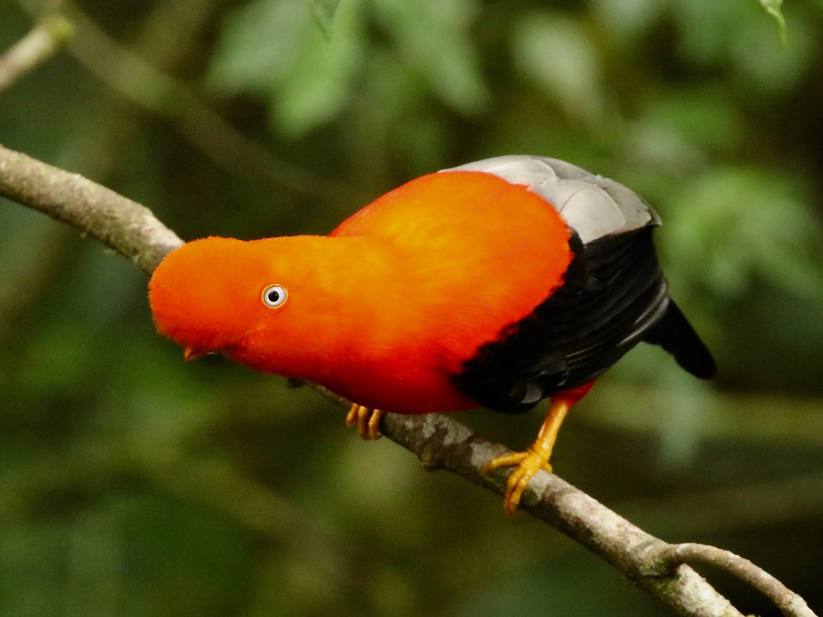 TomCadwallender's tweet photo. Andean Cock-of-the-Rock (Rupicola peruvianus) is a member of the Cotinga family and is native to Andean cloud forests in South America. It is widely regarded as the national bird of Peru. This picture was taken at a Lek at the aptly named Cock-of-the-Rock Lodge, Manu, Peru. https://t.co/uWKRfAf6rk
