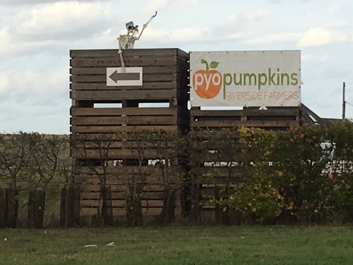 PYOPumpkins's tweet photo. Pirate looking for pumpkin hunters. Turn left just after this sign. Open this Saturday #pyopumpkins #pickyourownpumpkin #belunclefarm #pumpkins2019 https://t.co/VFOxi6mKQK