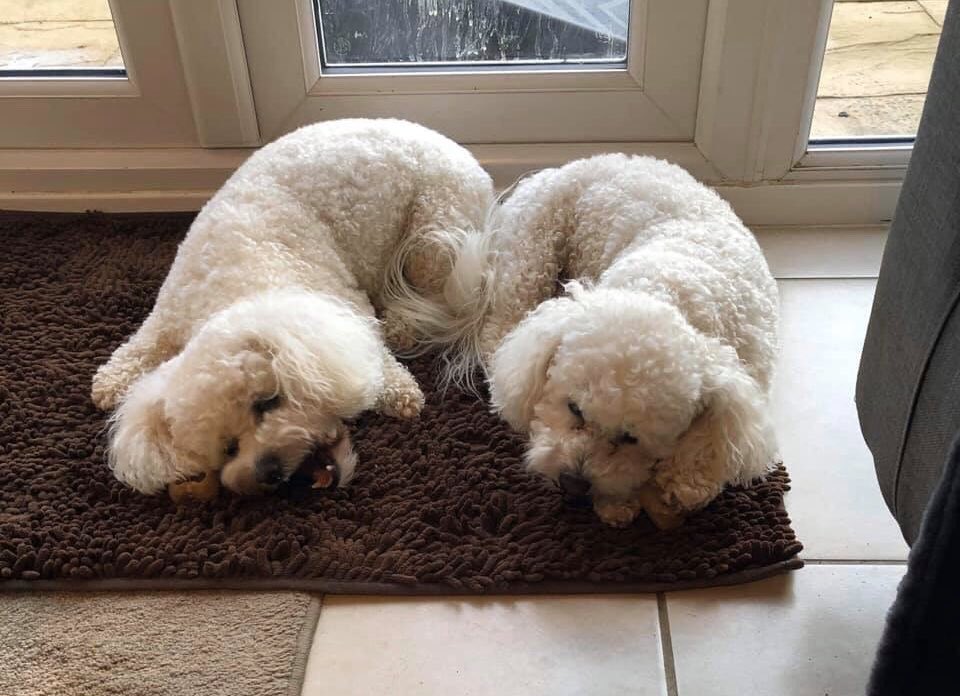 EasyPaws's tweet photo. Meet Toby &amp; Billy, the Bichon brothers!

EASY NOODLE MAT - SALE NOW ON!

https://t.co/tK92oUytmz https://t.co/rWBmBDxHju