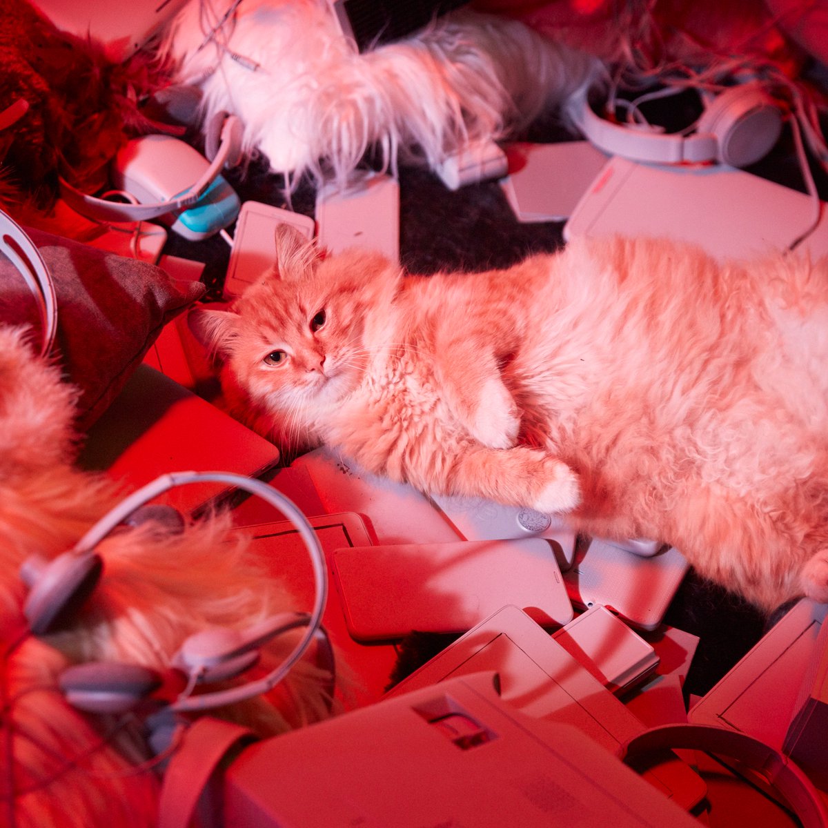 getgrover's tweet photo. Me surrounded by my bad decisions aka buy decisions.
#RenIt https://t.co/zmHFkkUoFM