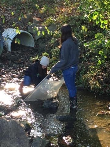 HowlandHS's tweet image. College Credit Environmental Science Macro-invertebrate Water Quality Testing at Howland Park

#AllOne
#GoTigersGo