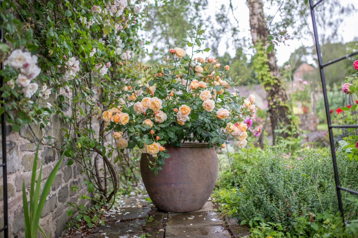 David Austin Roses On Twitter This Is A Big Pot Roughly About 1m Deep We Would Recommend A Minimum Depth Of 50cm But You Can Go Bigger With A Good Size Rose