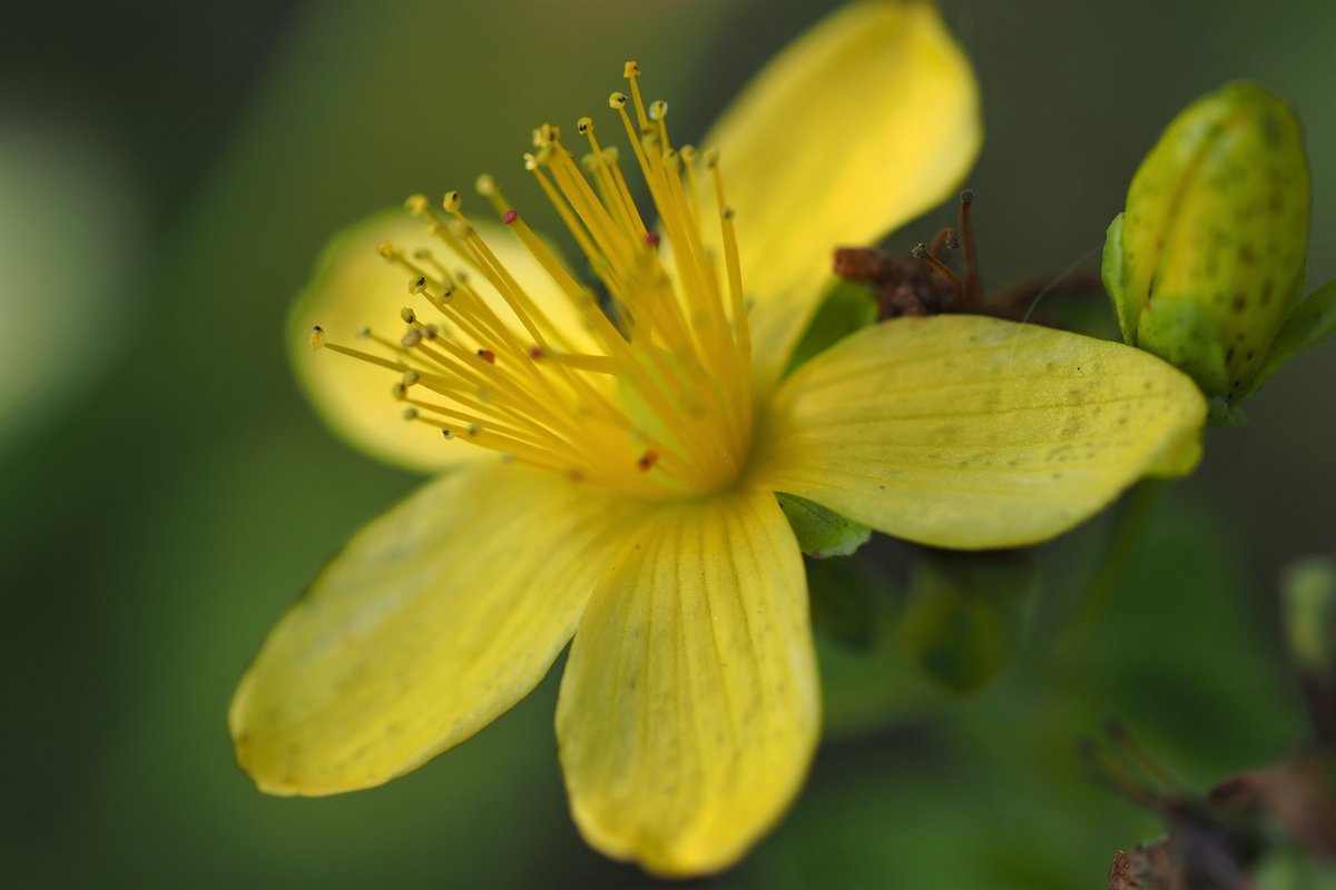 kuvastus's tweet image. #kukat #kuisma #särmäkuisma  29.8.2019