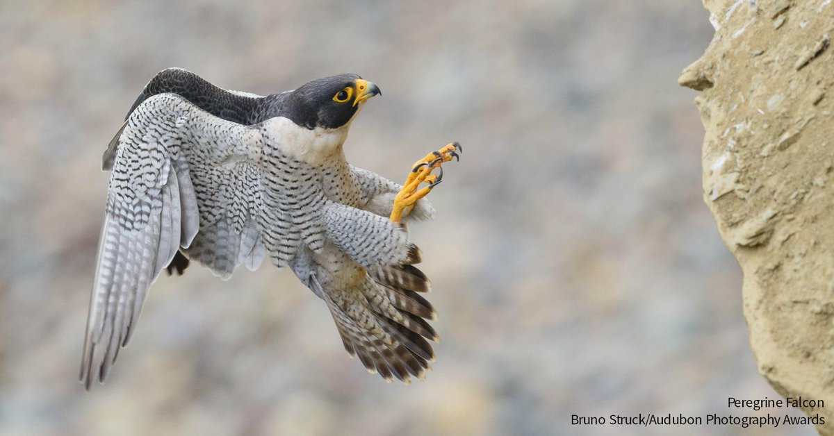 Audubon Society On Twitter Peregrine Falcons Sometimes