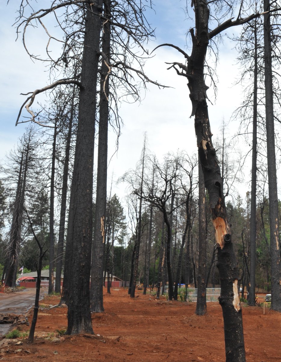 Those residents living in burn scar areas with hazardous trees should be extra vigilant to watch for falling limbs and trees during any high wind event. For more information about preparing for a wind storm visit: caloes.ca.gov/ICESite/Pages/…
#PSPS #preparedness
