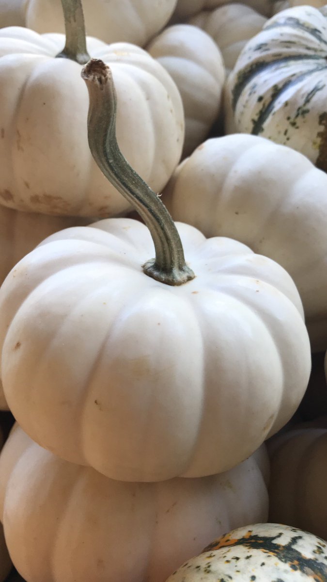 It’s the busiest and most exciting time of the year for us. Snag all your Enchanted Samhain goodies before Samhain, including our Samhain Mystery Box! Brave the brambles and join us at tinycauldron.com. #samhain #traditionalwitchcraft  #greenmagic #whitemagic #witchcraft