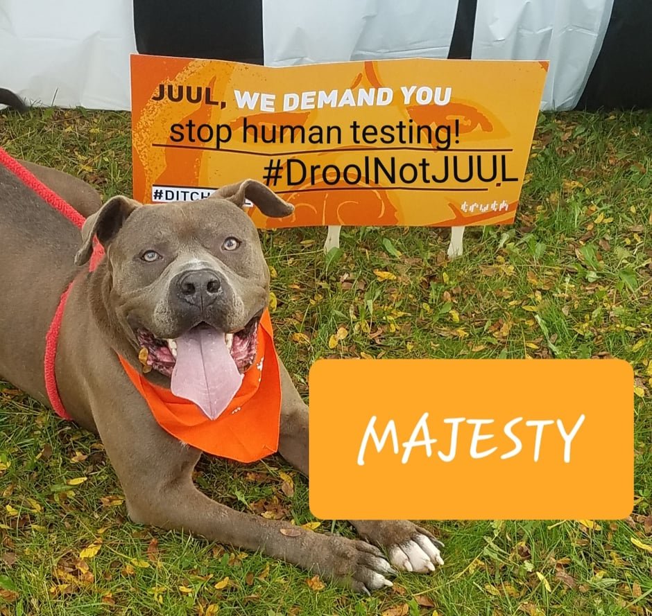 BroomeCountyGov's tweet photo. The dogs at the Broome County Dog Shelter are showing their support for animals against human testing! Great collaboration with Reality Check Broome Tioga. #DontTestOnHumans #RealityCheckOfNY #DroolNotJUUL https://t.co/r4G7PsjFnS