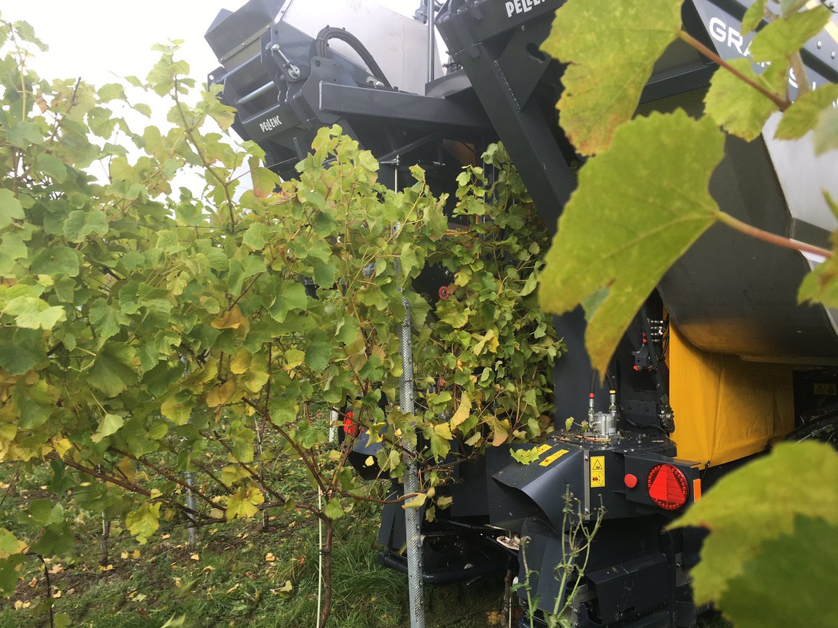BolneySam's tweet photo. An exciting day today. We have trialled a machine harvester on a small plot of @Bolneyestate Pinot Noir today. The technology has improved hugely on these machines. Looking forward to seeing the results in our trial wine tank from the grapes harvested! https://t.co/cfEsjDgMqv