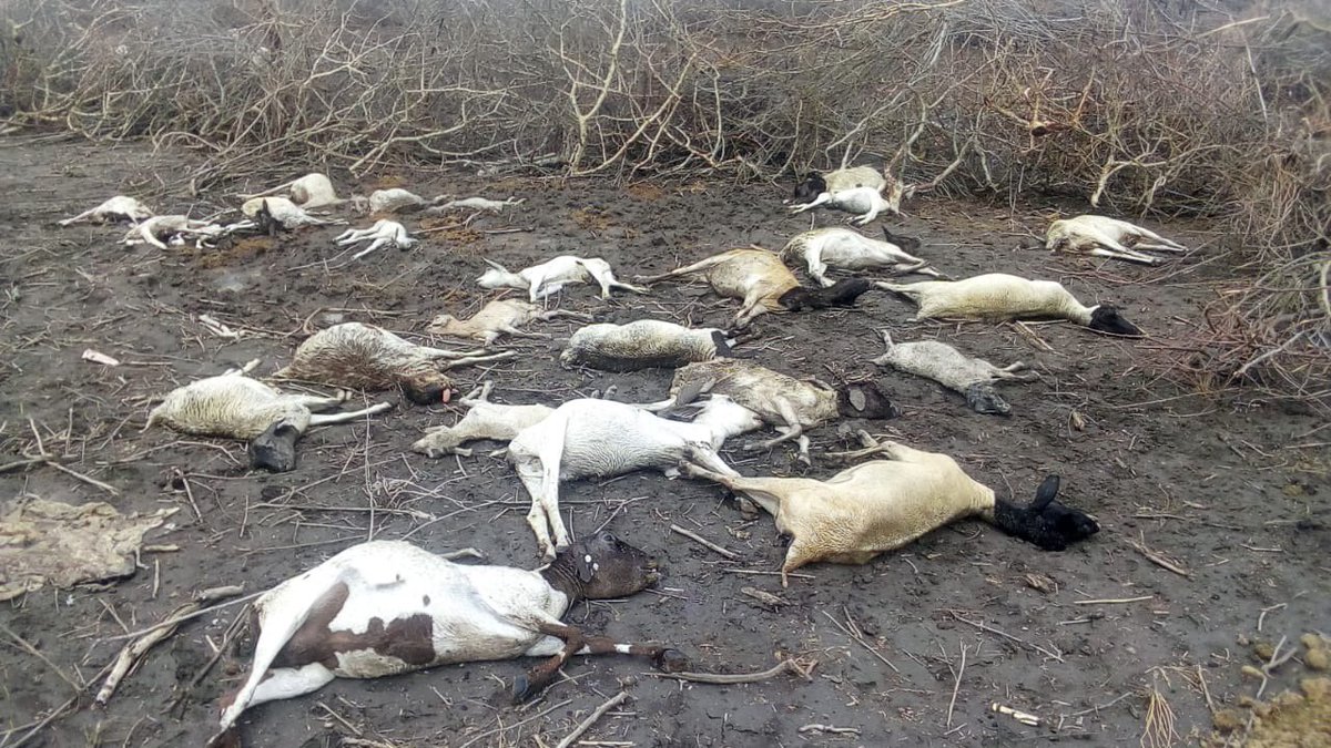 GovMohamudAli's tweet photo. Floods wreck havoc in Marsabit leading to loss of 2,977 goats, 760 cows and 7 camels in Walda alone. 
Today, we visited Rawan, Walda, Bori Junction and Dadach Lakole. We appeal to the National Government and other well-wishers to step in and help our people. https://t.co/q8wYnBSDQH